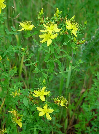 HYPERICUM PERFORATUM